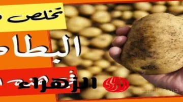 خطر يهدد صحتك.. لا تتناول البطاطس إذا ظهرت عليها هذه العلامة 1